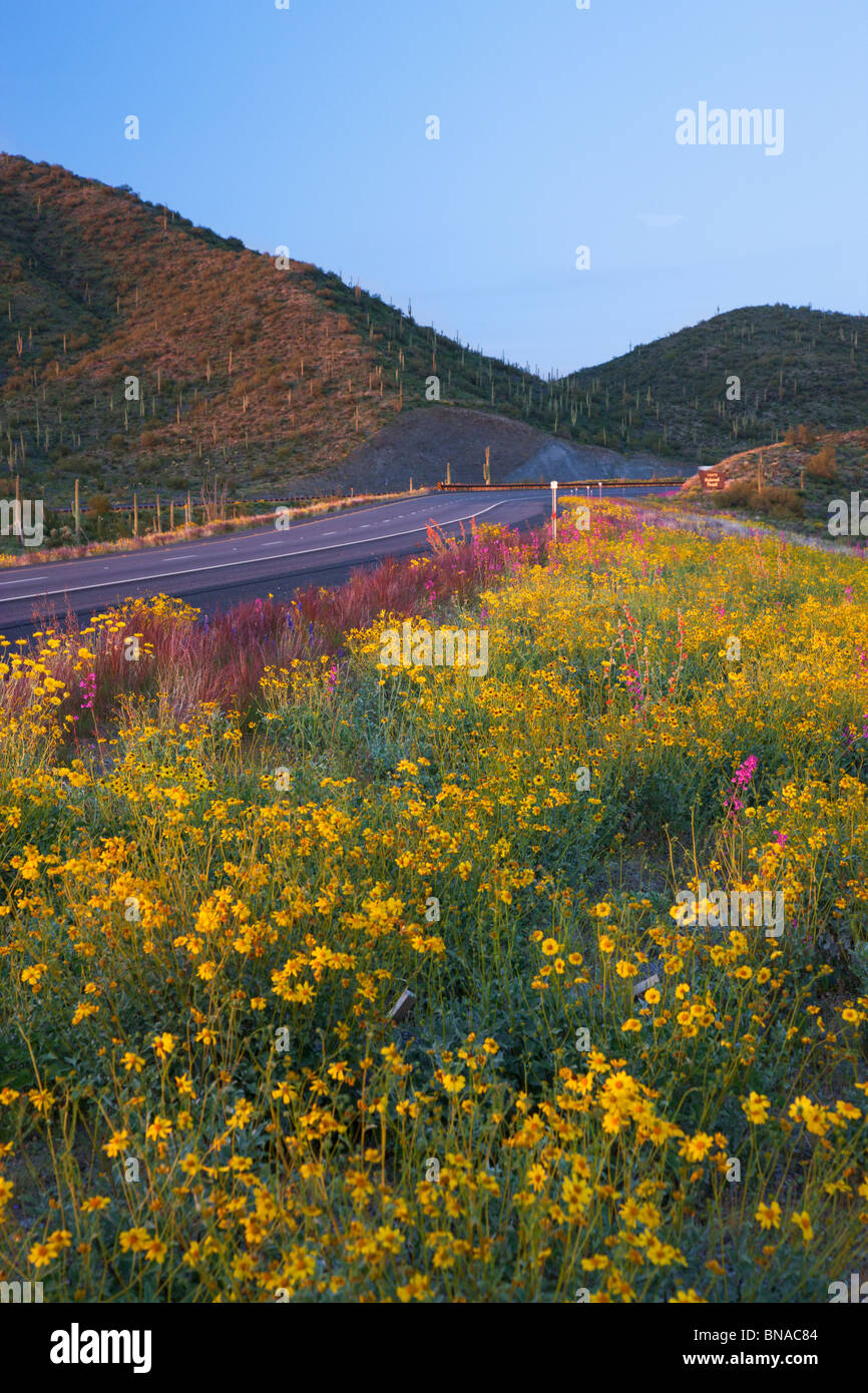 Spring wildflowers along Highway 60 (Superstition Highway), Tonto National Forest, East of Phoenix, Arizona. Stock Photo