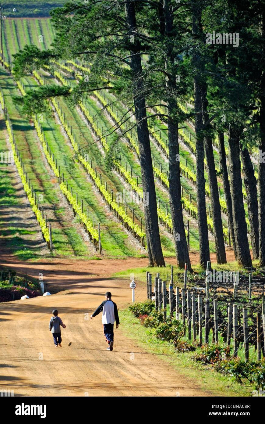Two boys walking on a dirt road between vineyards near Stellenbosch, South Western Cape, South Africa. Stock Photo