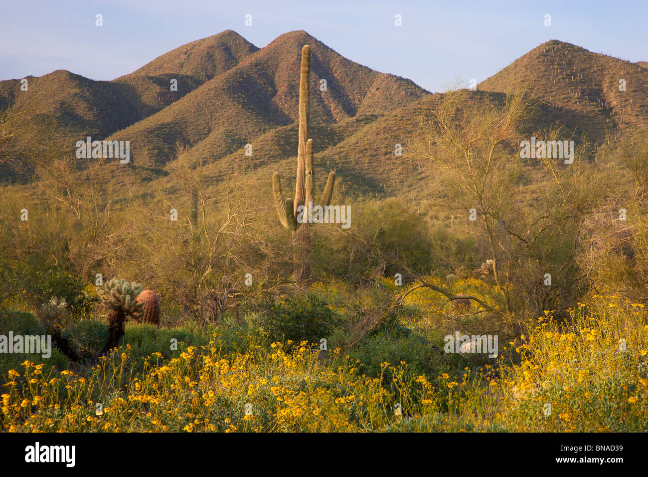 Wildflowers, McDowell Sonoran Preserve, Scottsdale, Arizona. Stock Photo