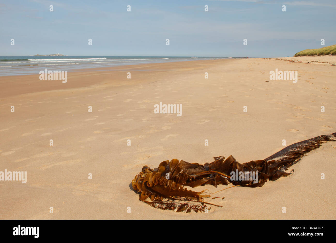 Seaweed and sand Stock Photo Alamy