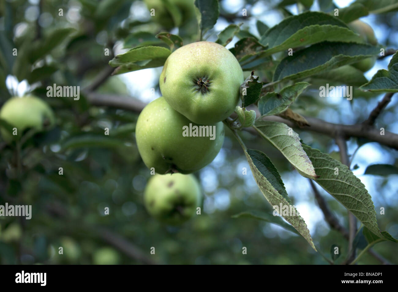 Picture of A couple of apples on an apple tree branch Stock Photo - Alamy