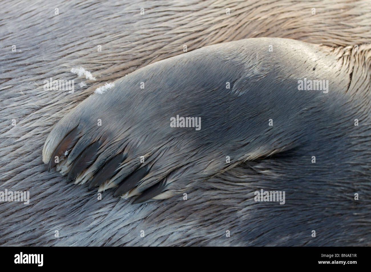 Ringed Seal flipper Stock Photo Alamy