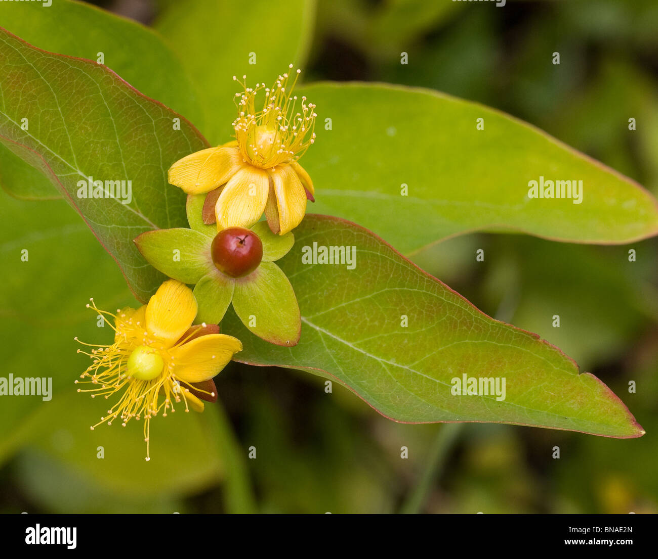 Tutsan Hypericum androsaemum a low growing wild shrub of the St John's-wort family Stock Photo