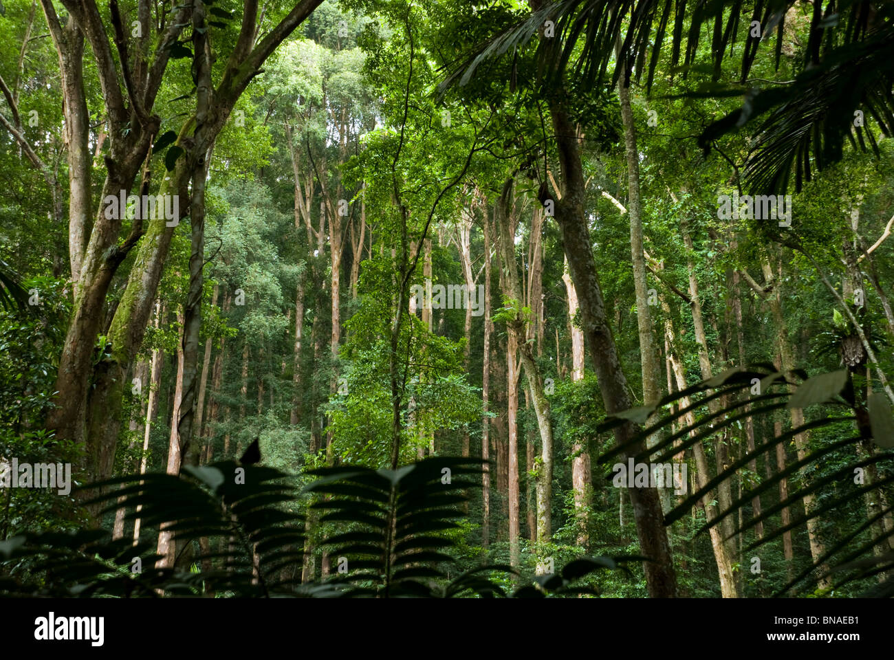 Tropical rainforest in Malaysia Stock Photo