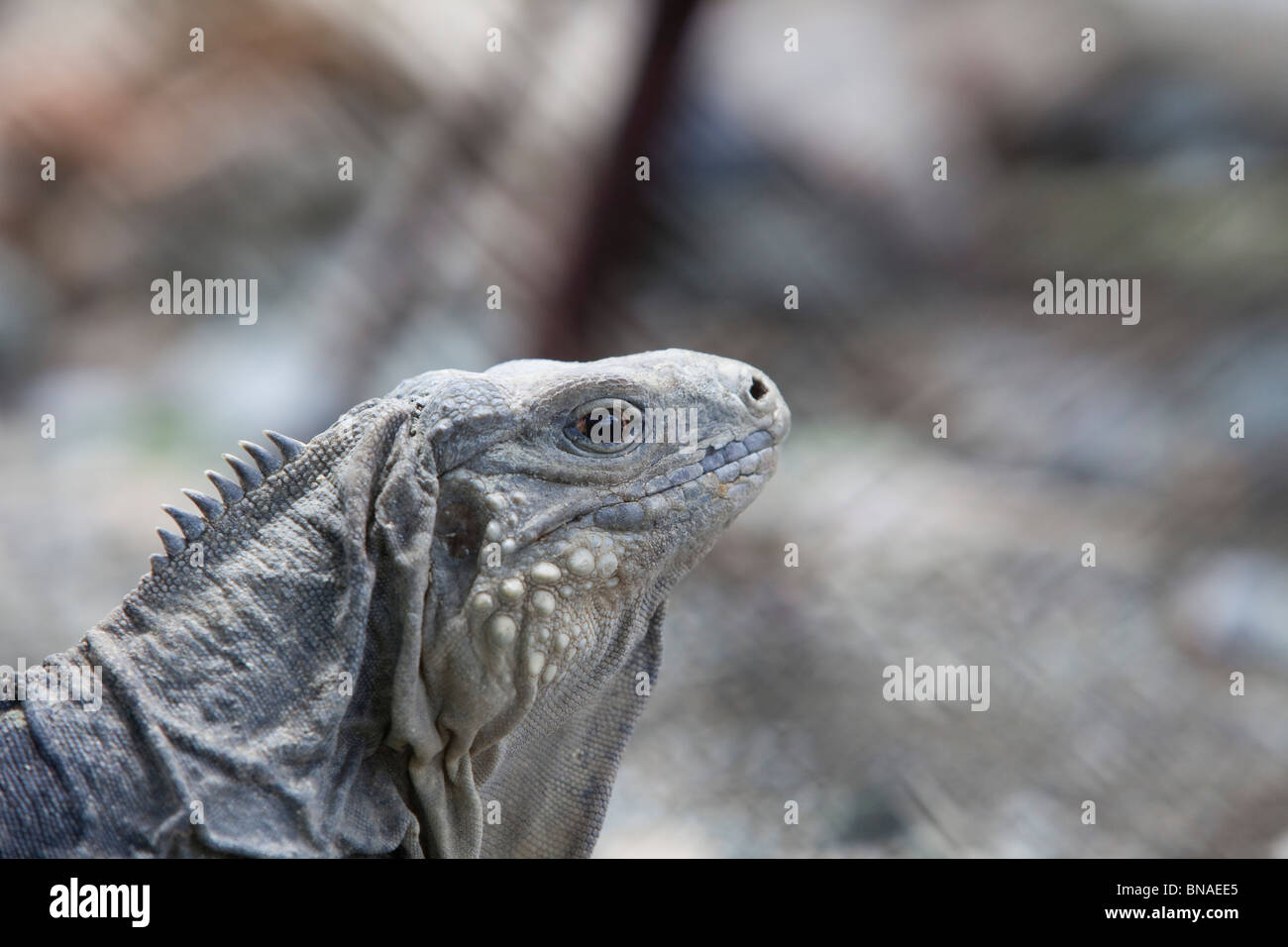 View of Reptile in captivity hi-res stock photography and images - Alamy