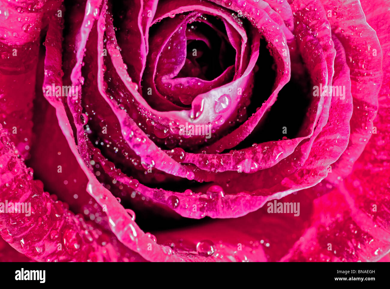 red rose flower close-up water drops dew center cut out Stock Photo