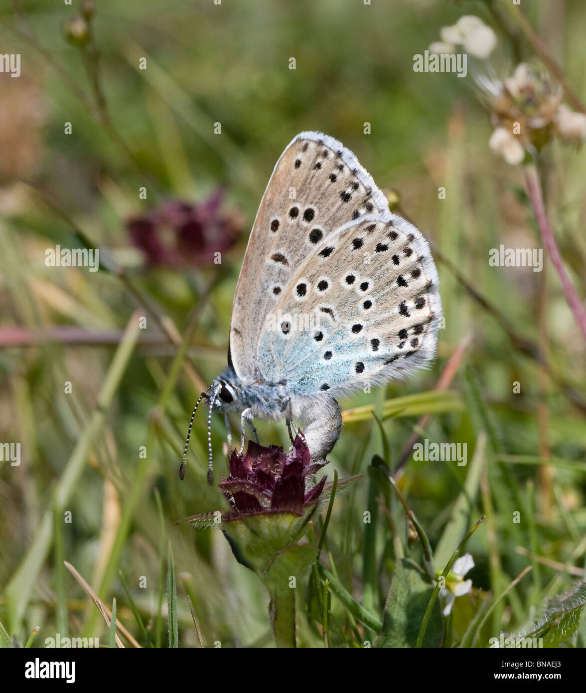 Large Blue butterfly Maculinea arion female ovipositing on Selfheal flower at Collard Hill Somerset Stock Photo
