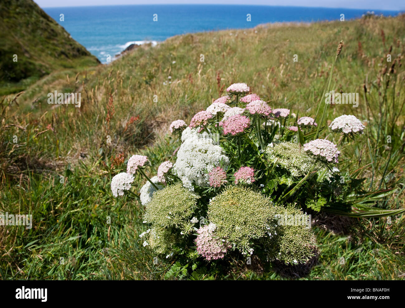 Wild carrot Daucus carota on cliffs above the Atlantic on the coast of north Cornwall Stock Photo
