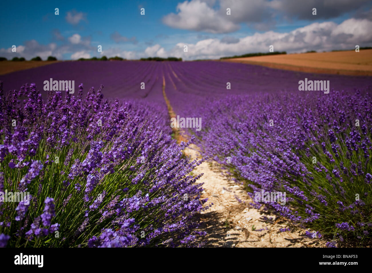 Lavender crops ready for harvest Stock Photo Alamy