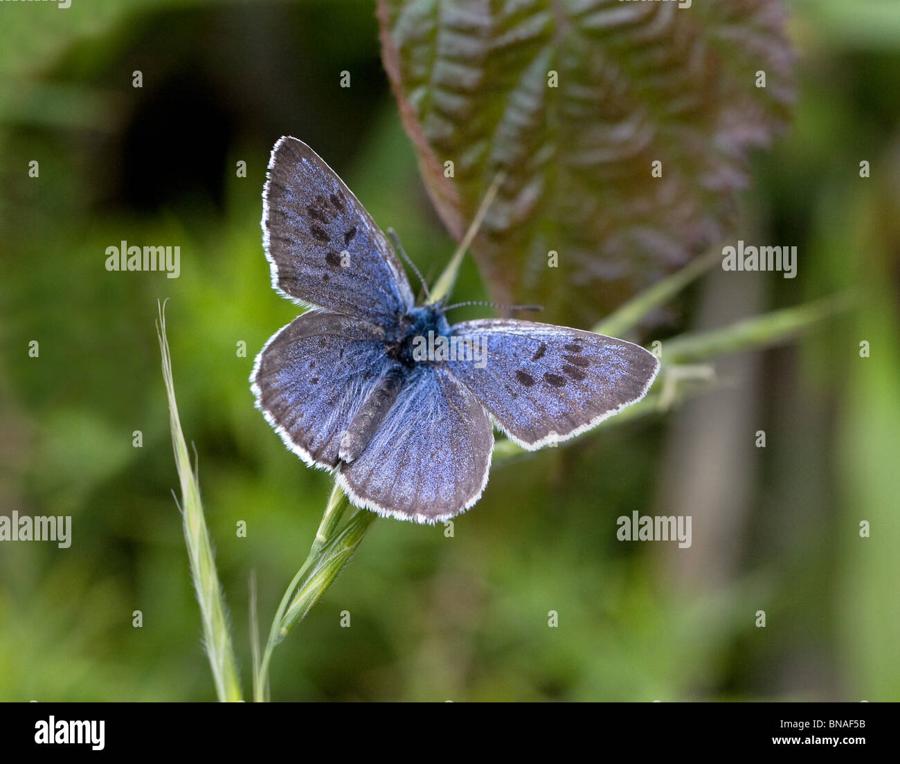 Large Blue butterfly Maculinea arion at Collard Hill wildlife reserve in Somerset Stock Photo