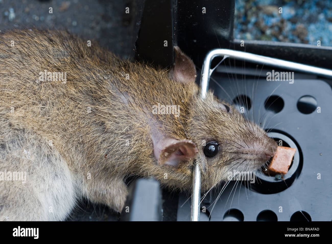Rentokil Enclosed Rat Trap