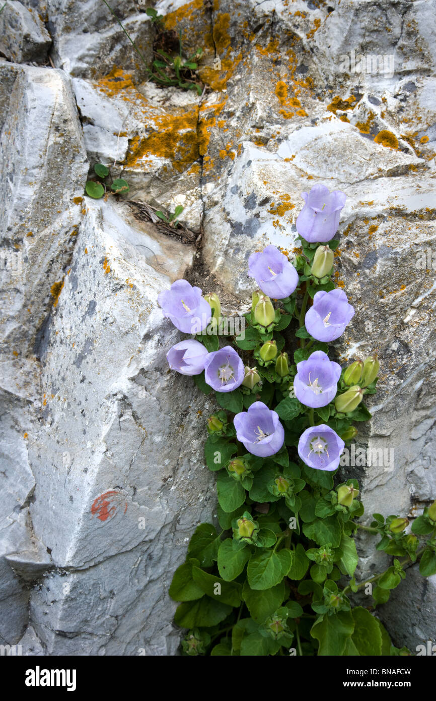 Campanula incurva growing amongst calcareous rocks on the Pelion peninsula Greek mainland Stock Photo