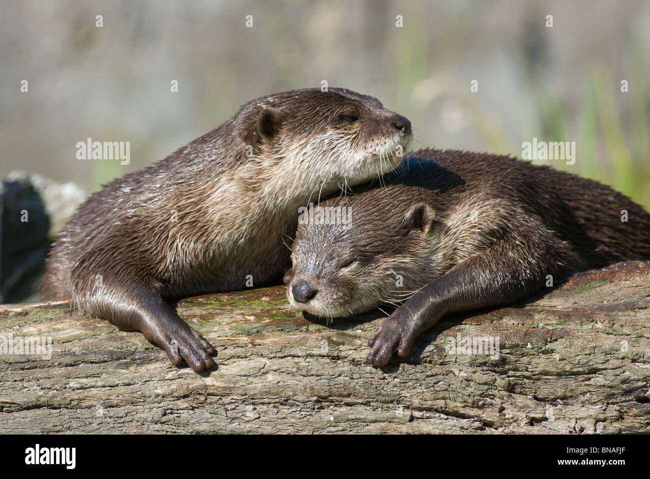 Asian small clawed otter Aonyx cinerea Stock Photo