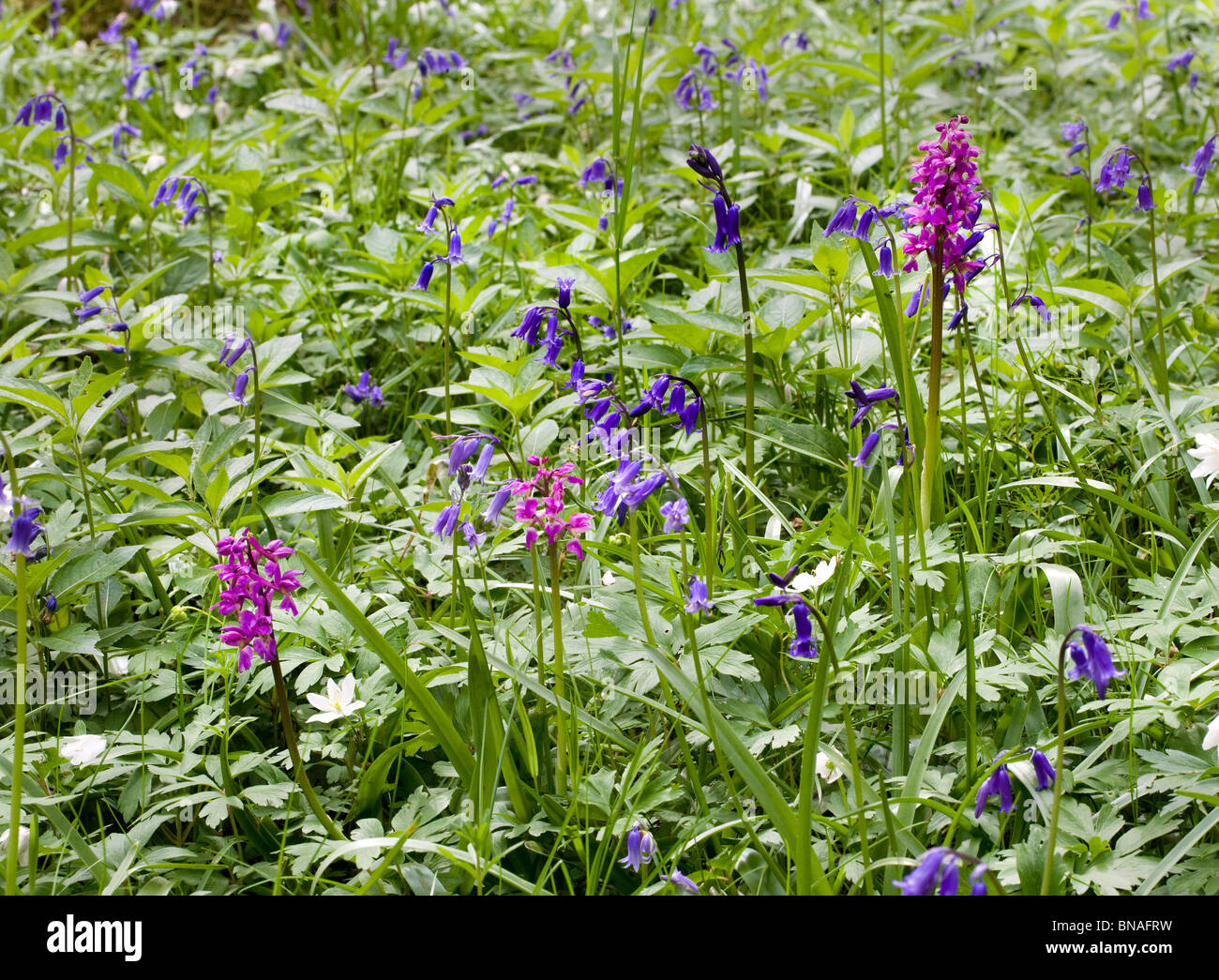 Early Purple Orchid Orchis mascula growing amongst Bluebells Wood Anemone and Dog's Mercury in a Kent woodland UK Stock Photo