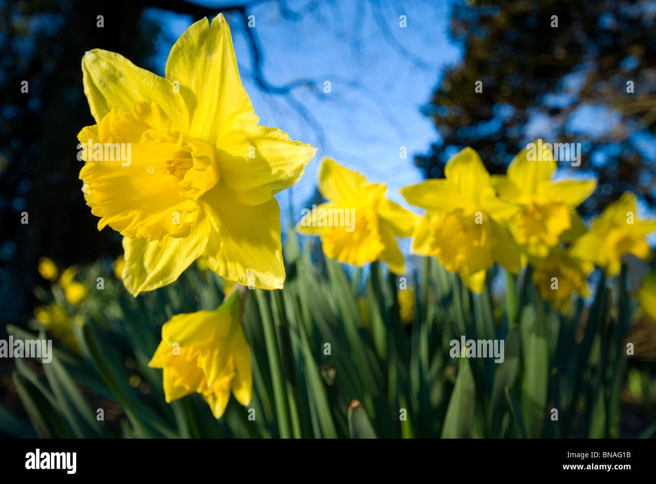 Daffodils Narcissus Stock Photo