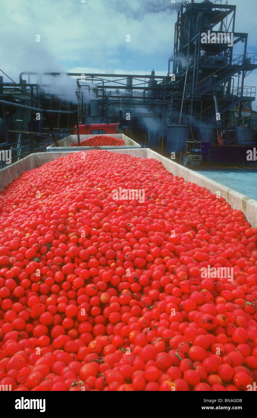 Tomato food processing plant Stock Photo Alamy