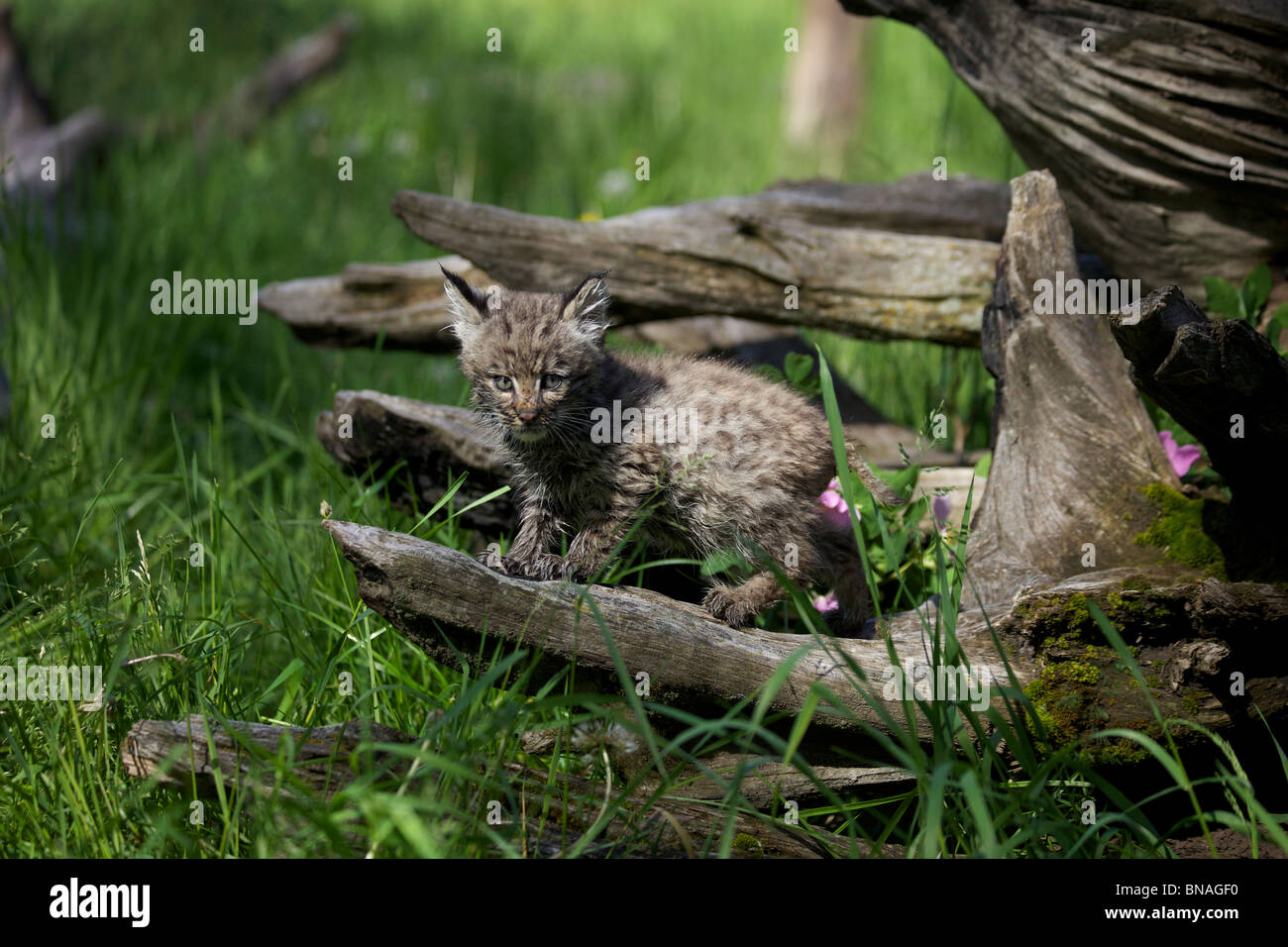 Baby Bobcat exploring a new world. Stock Photo