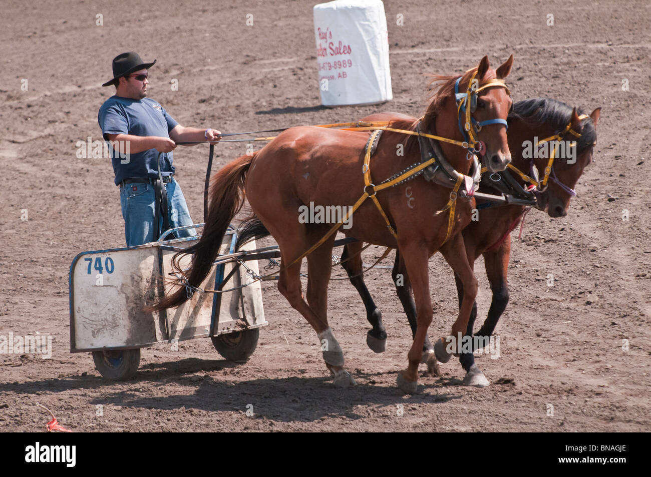 Pony chariot racing, Olds Fair & Rodeo, Olds, Alberta, Canada Stock Photo