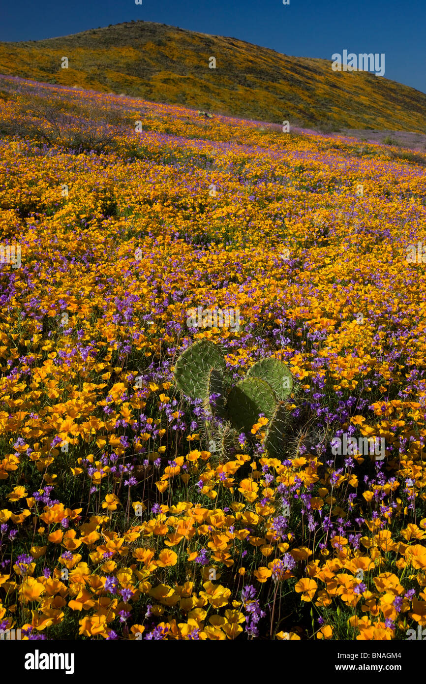 Wildflowers in Black Hills, Arizona. Stock Photo