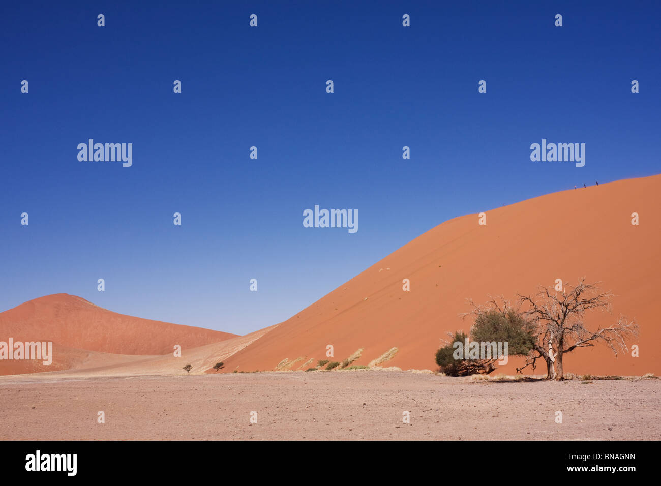 Dune 45 , Sossusvlei, Namib Naukluft National Park Stock Photo - Alamy