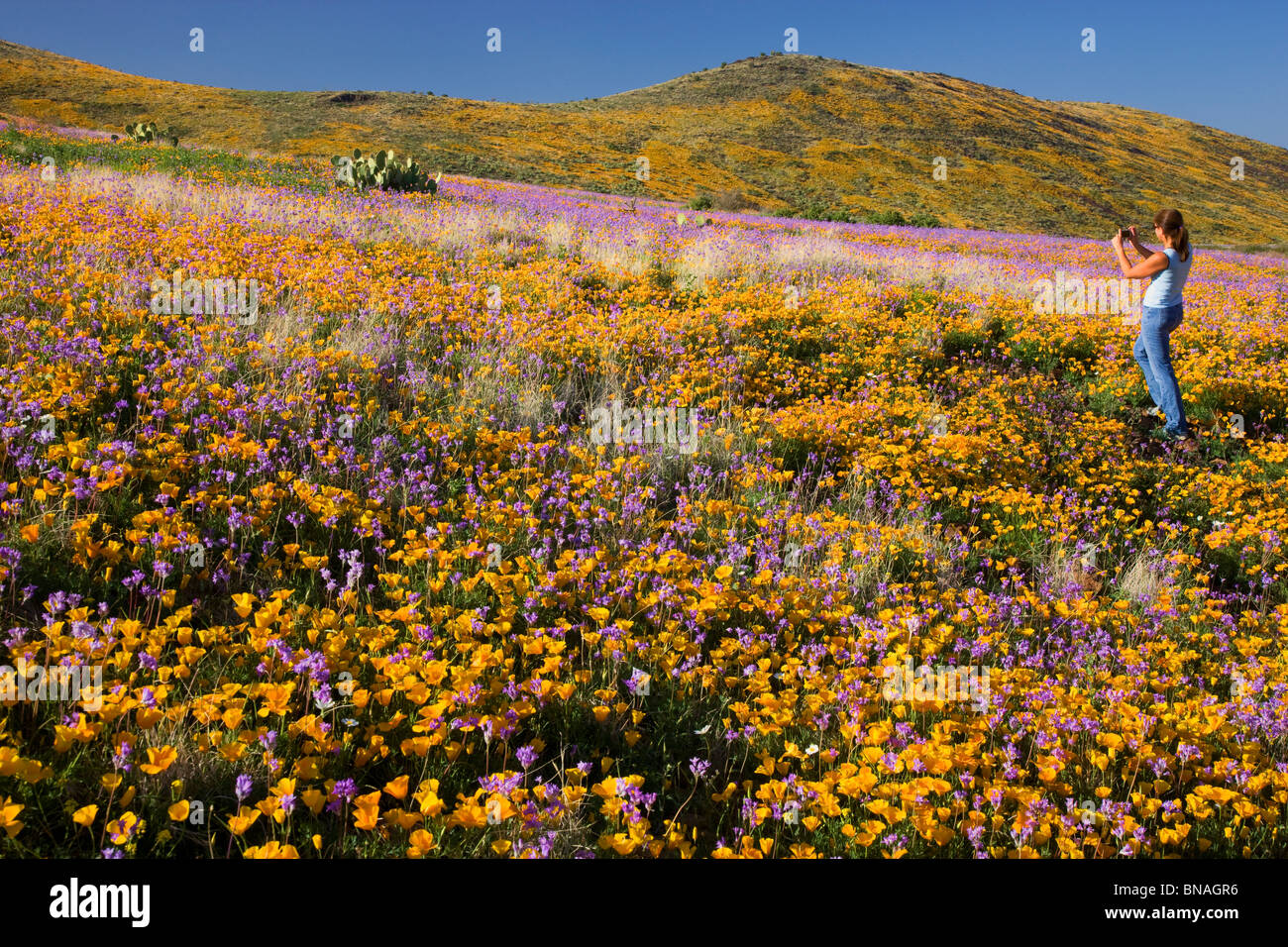 Wildflowers in Black Hills, Arizona. (model released) Stock Photo