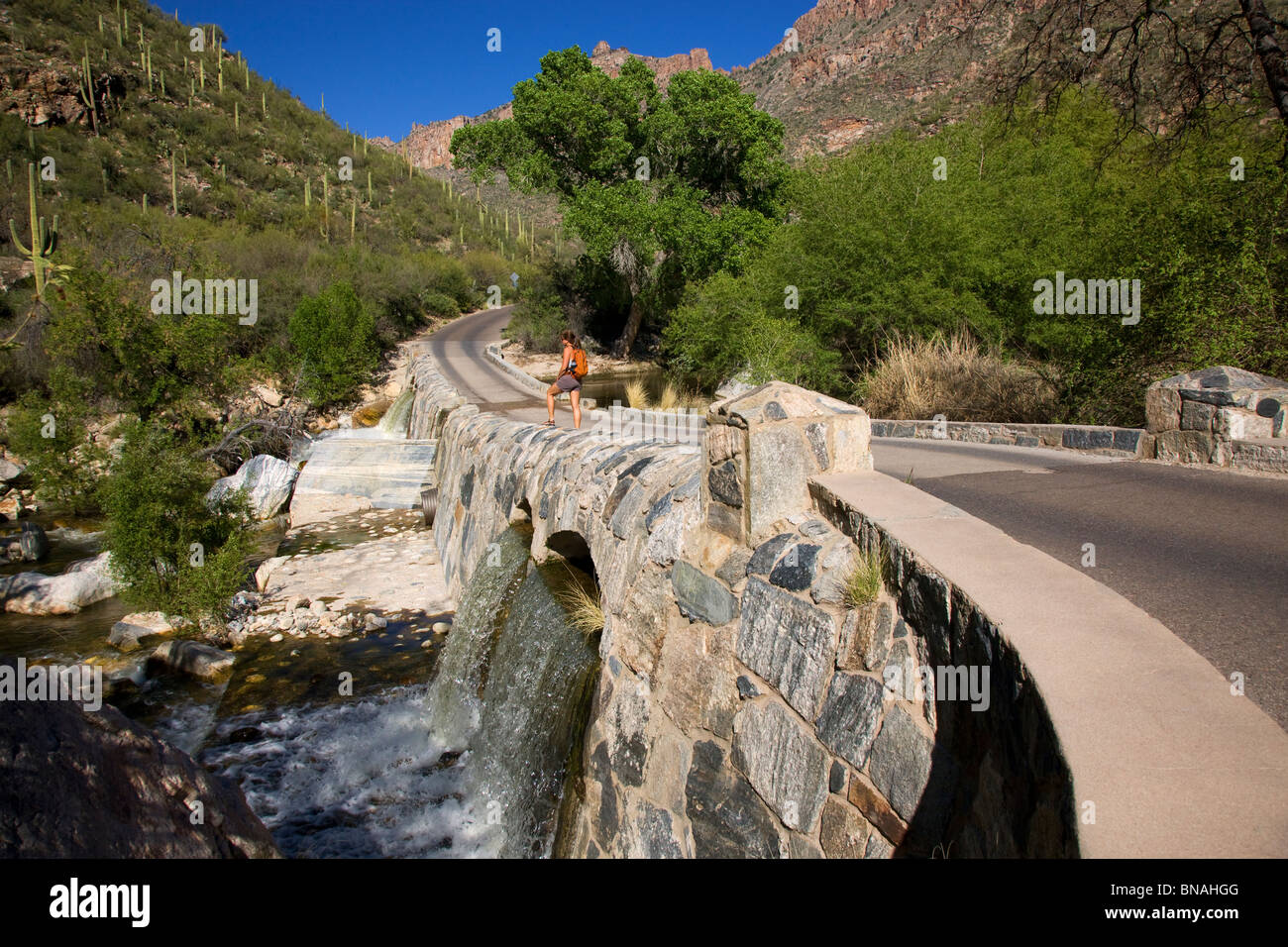 Hiker stops at Sabino Creek, Sabino Canyon Recreation Area, Tucson, Arizona. (model released) Stock Photo