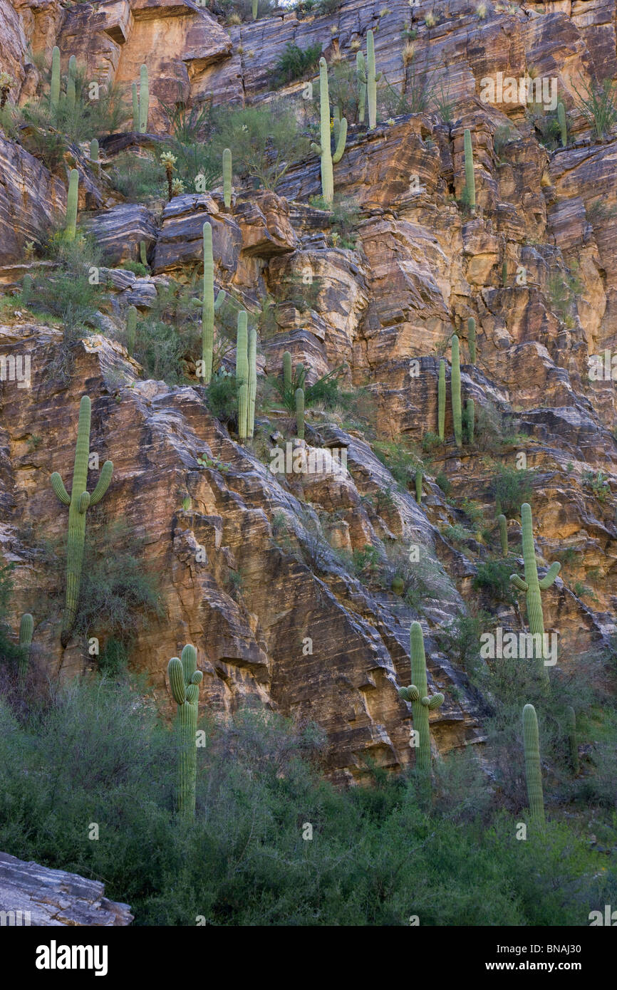 Saguaro Cactus, Sabino Canyon Recreation Area, Tucson, Arizona. Stock Photo