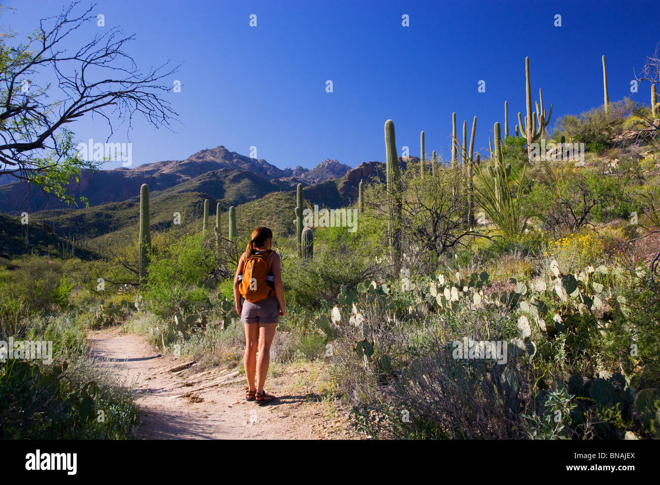 Hiker in Sabino Canyon Recreation Area, Tucson, Arizona. (model released) Stock Photo