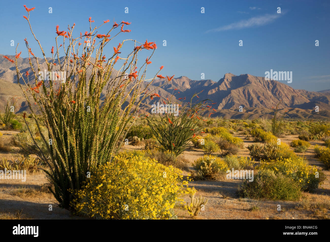 Anza-Borrego Desert State Park, California. Stock Photo