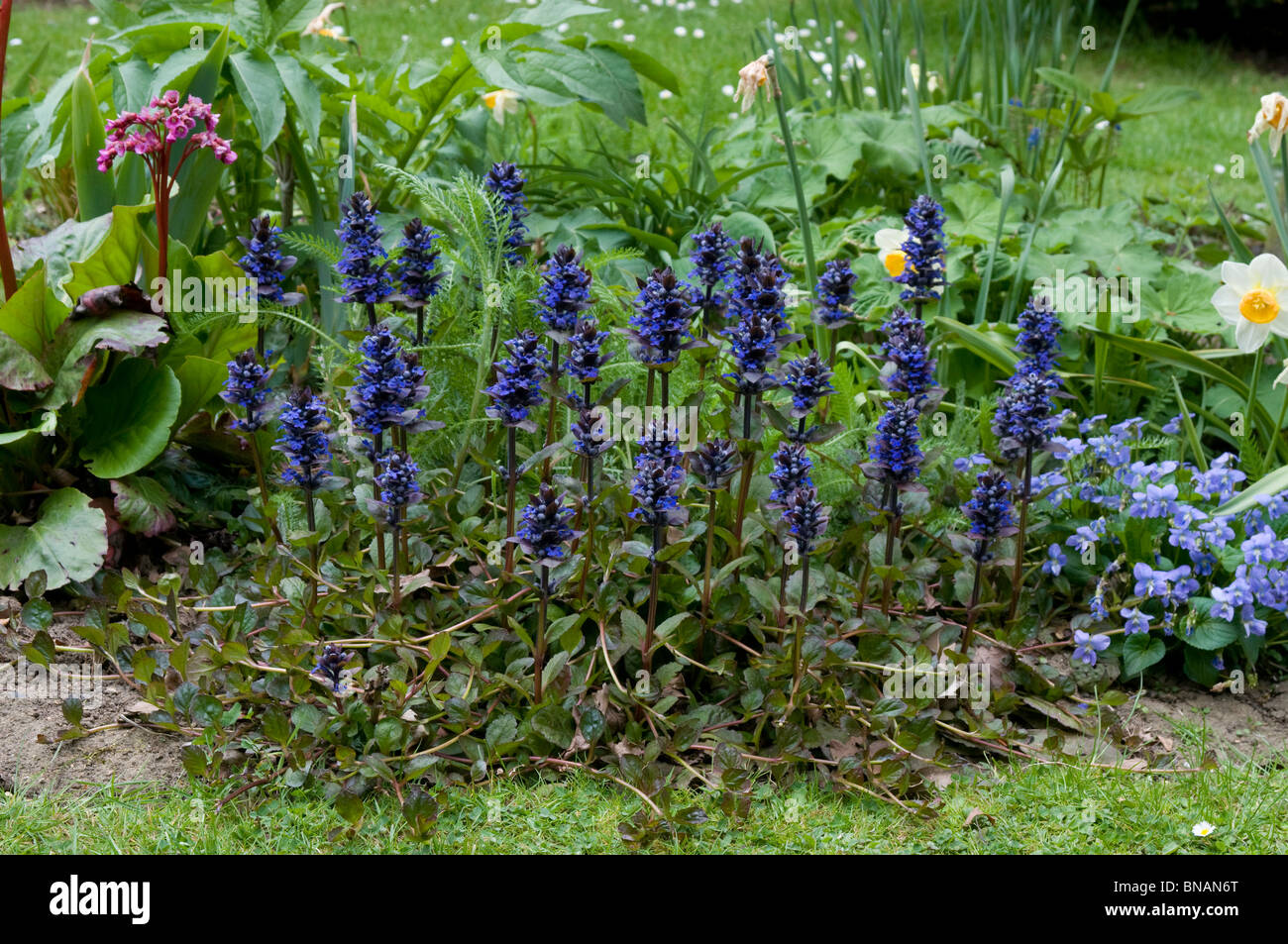 Clump of flowering Ajuga reptans 'Catlin's Giant' in garden setting Stock Photo
