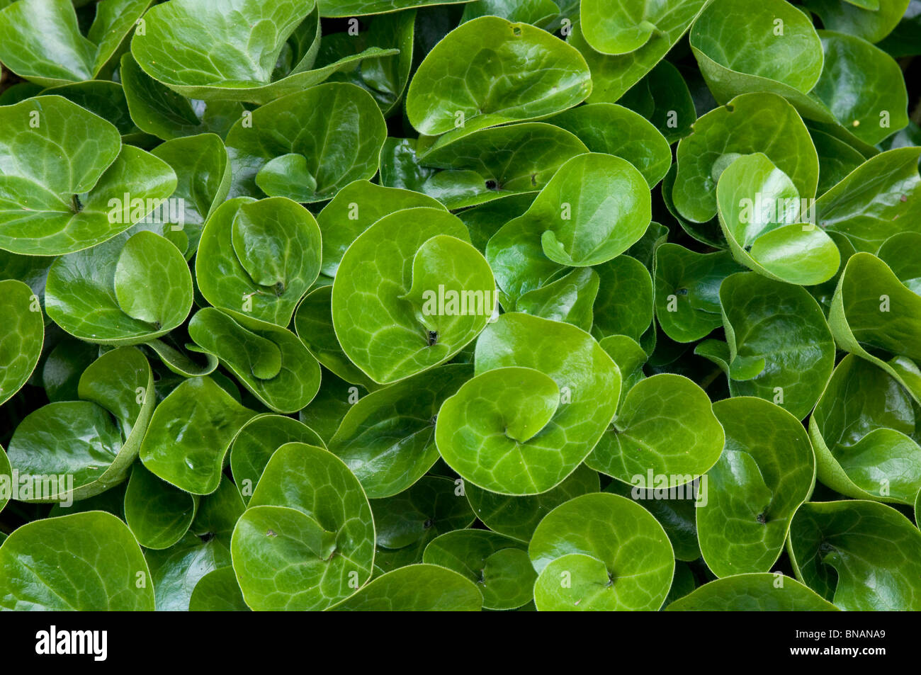 Shiny kidney-shaped leaves of Asarum europeaum, a creeping perennial plant Stock Photo
