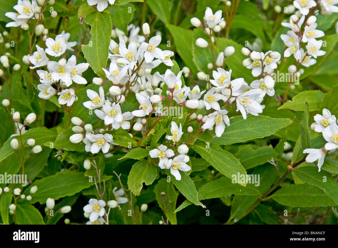 Deutzia crenata 'Nikko', a dwarf flowering shrub Stock Photo