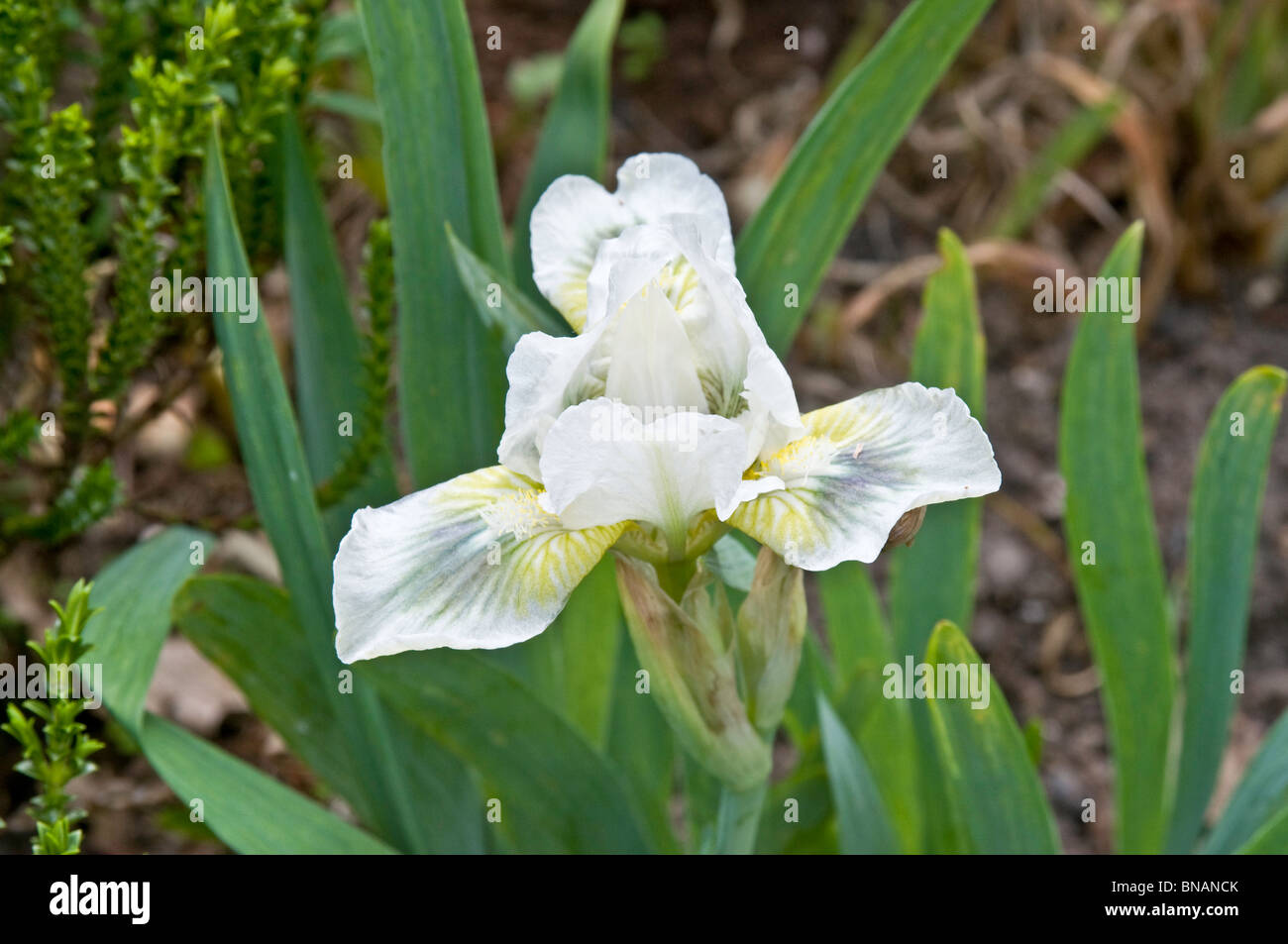 Dwarf bearded iris, Iris 'Greenspot' Stock Photo