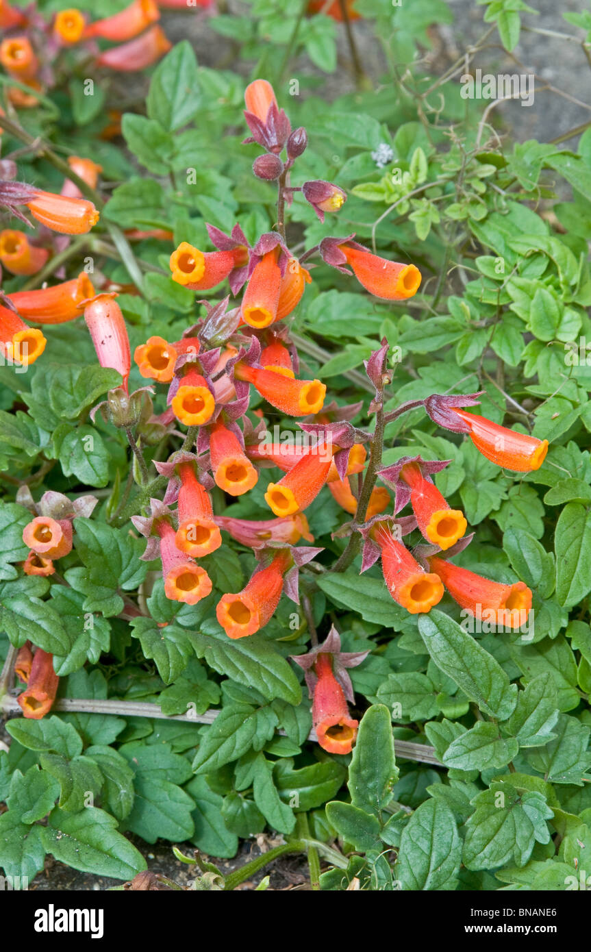 The Chilean Glory Flower, Eccremocarpus scaber, with orange-red tubular flowers Stock Photo