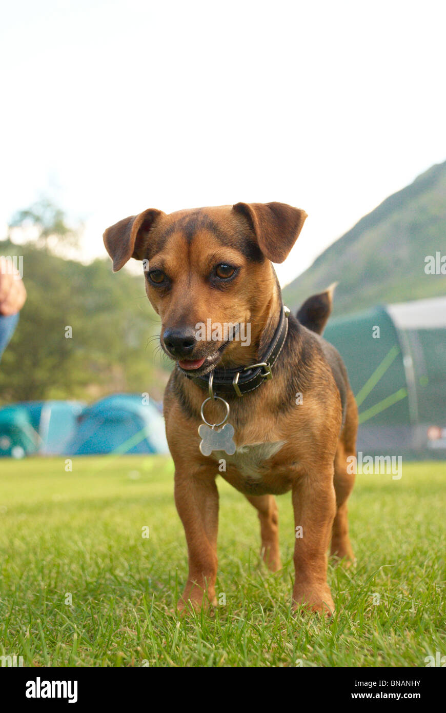 Pepper the jack russell terrier on a campsite Stock Photo