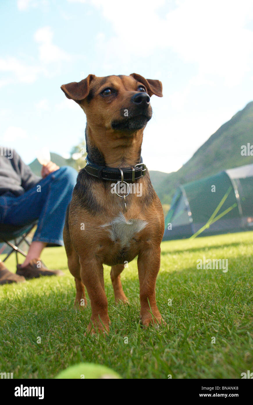 Pepper the jack russell terrier on a campsite Stock Photo