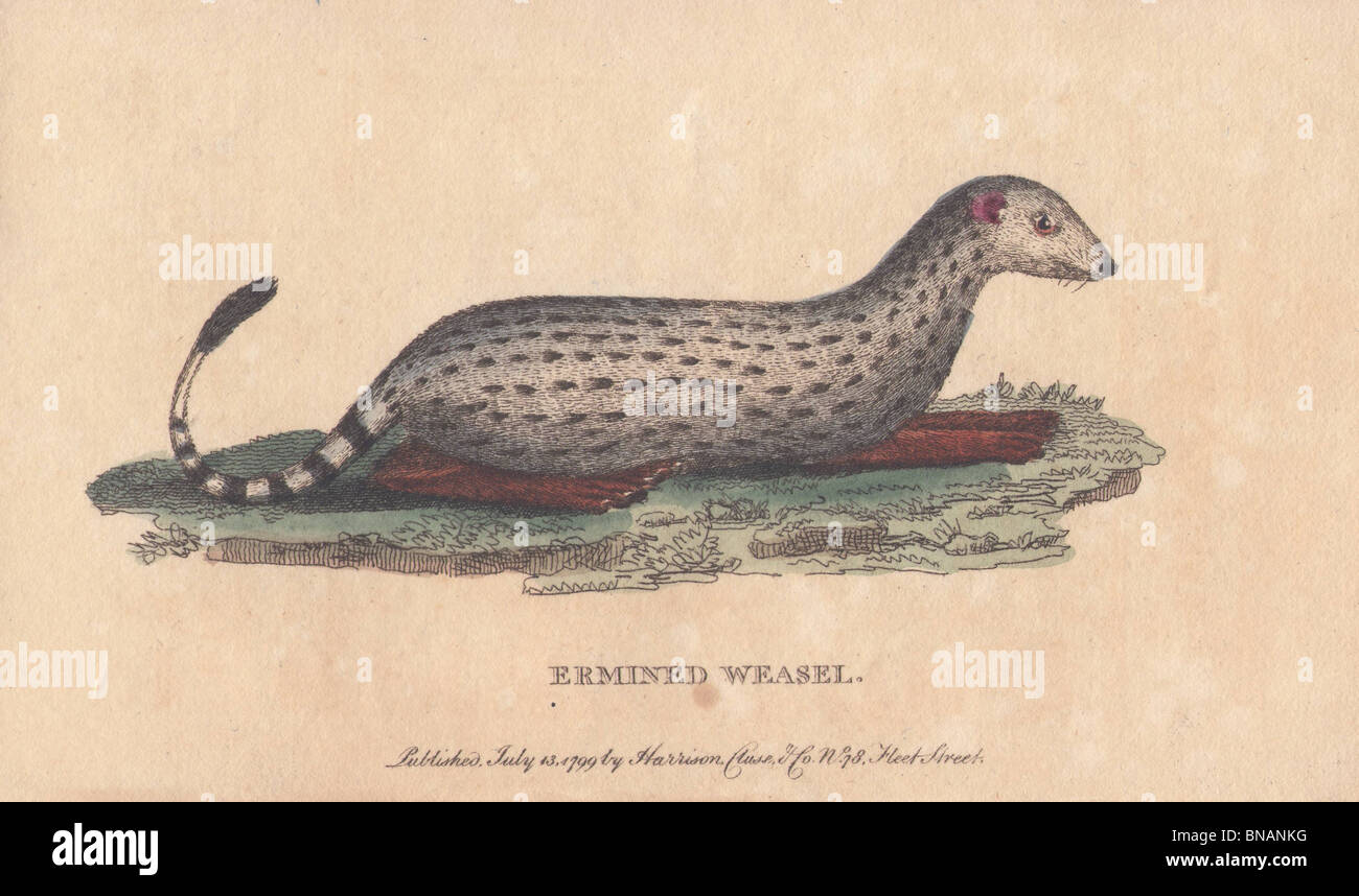 Ermined weasel Mustela erminea Stock Photo Alamy
