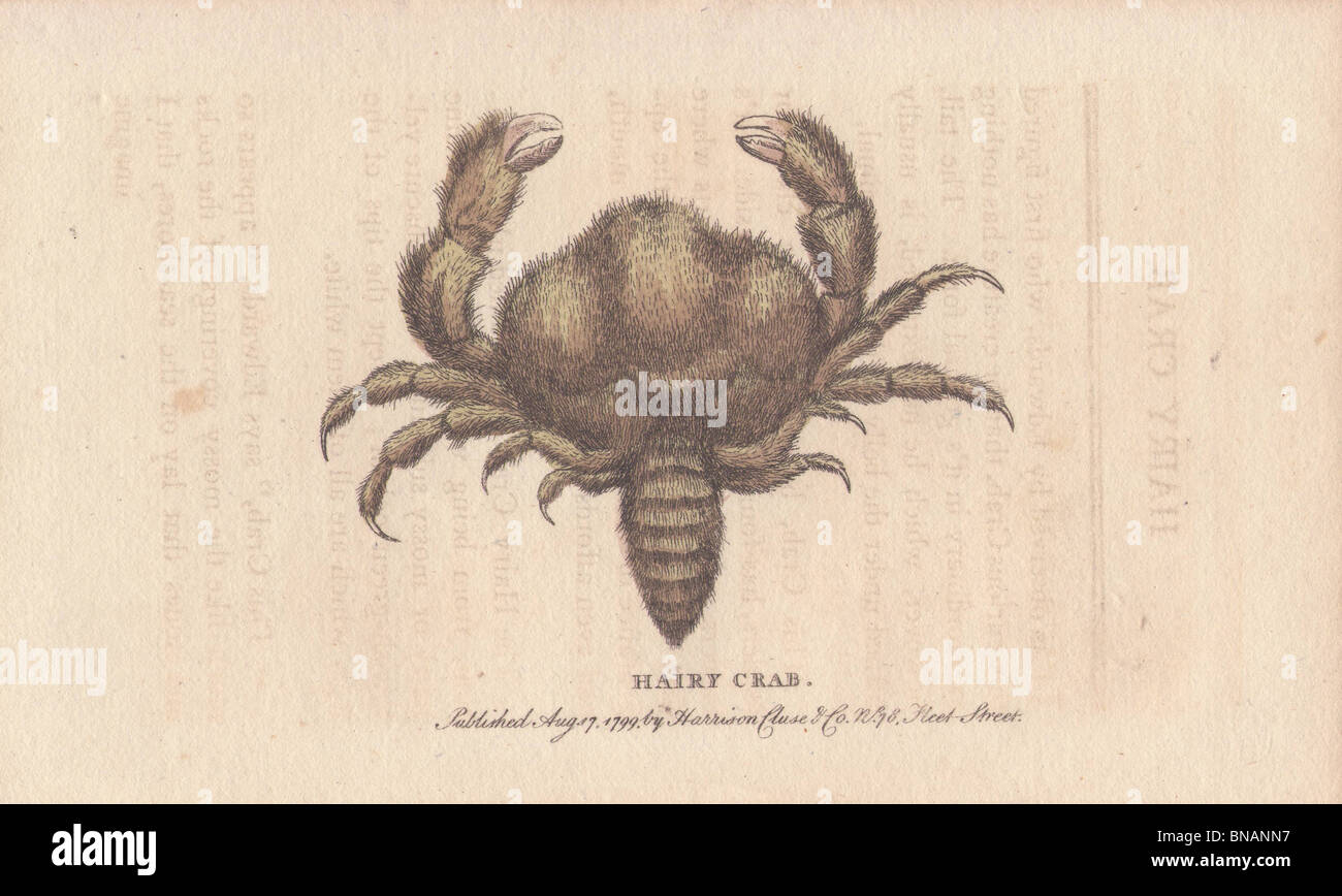 Hairy crab  Pilumnus hirtellus Stock Photo