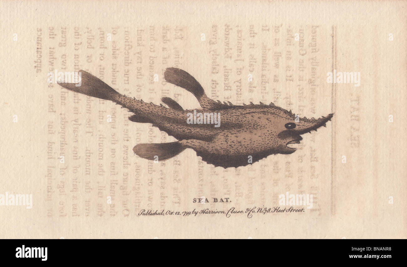 Batfish australia hi-res stock photography and images - Alamy