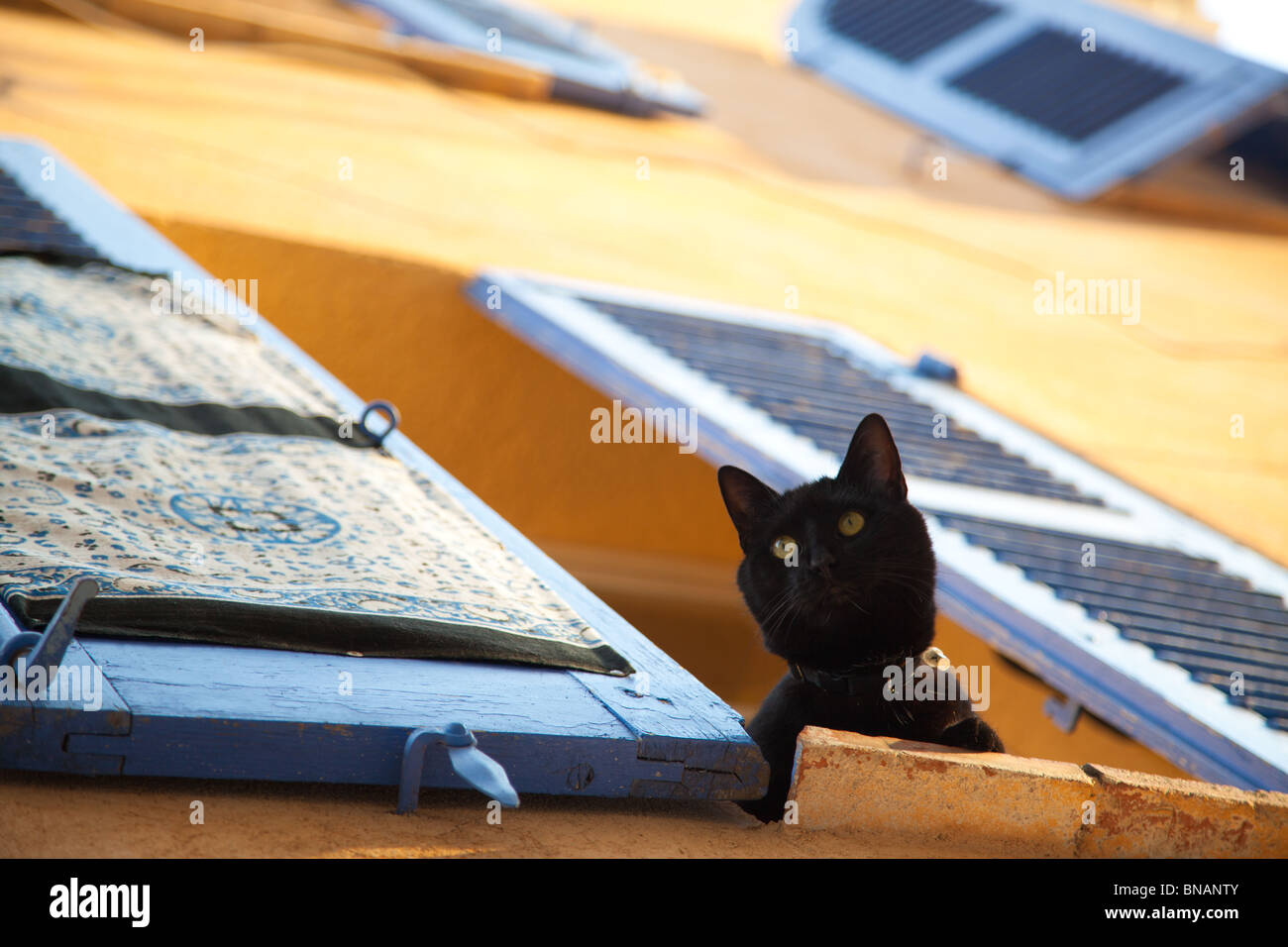 A  black cat looking out of a shuttered, provincial painted building window onto the street below in the Southof France Stock Photo