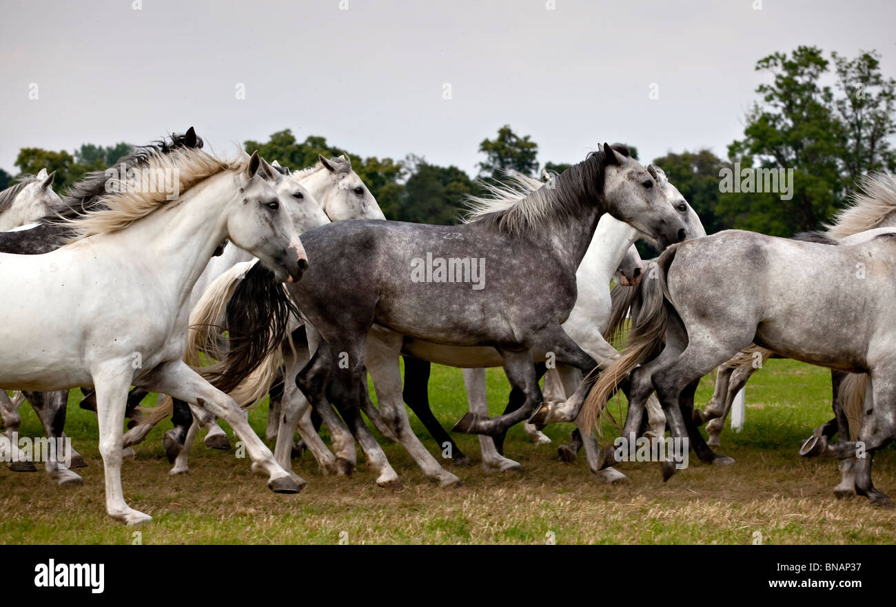 herd of white horses running Stock Photo