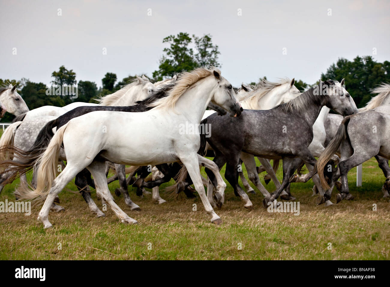 herd of white horses running Stock Photo