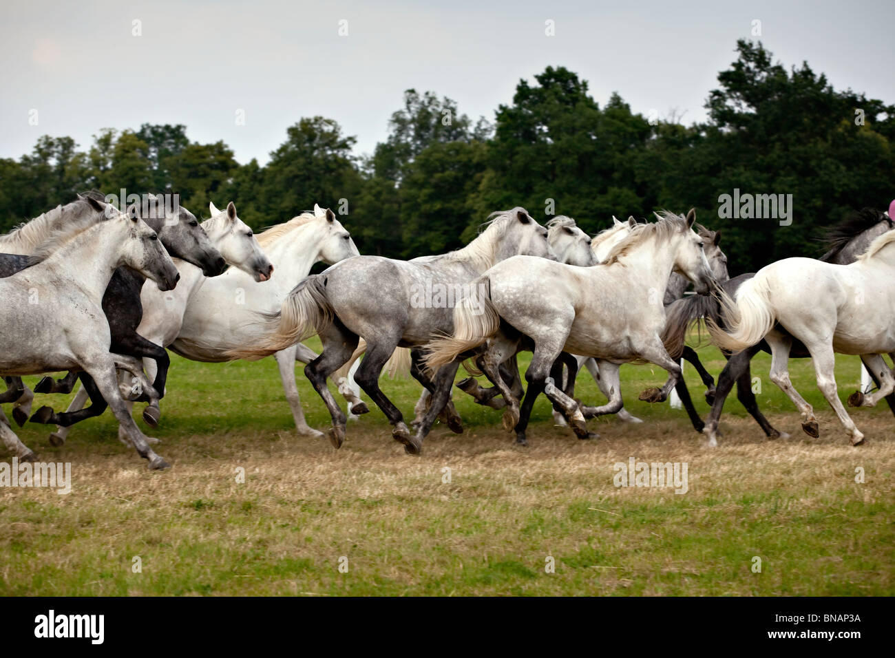 herd of white horses running Stock Photo