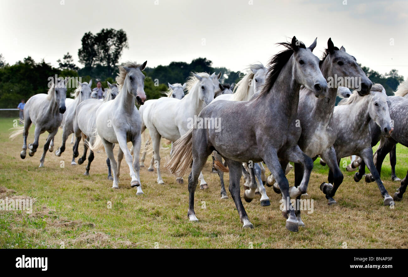 herd of white horses running Stock Photo