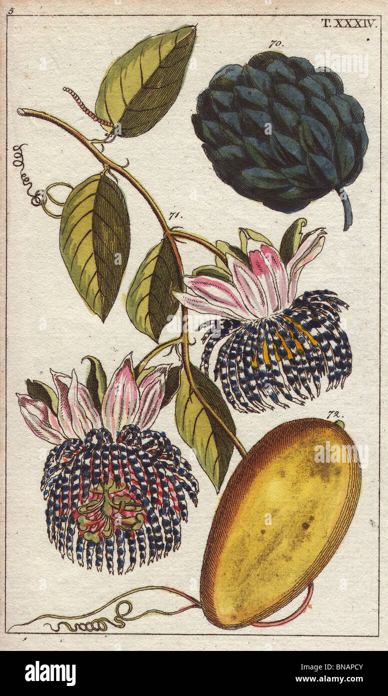 Sugar apple and passionfruit with passionflowers  Annona squamosa and Passiflora laurifolia Stock Photo