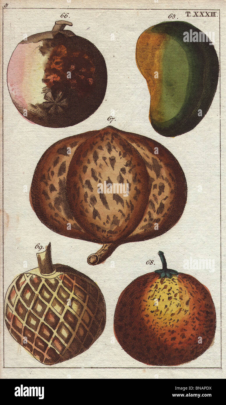 Varieties of tropical fruits: mango, mangosteen, mammee apple, sapodilla and custard apple Stock Photo