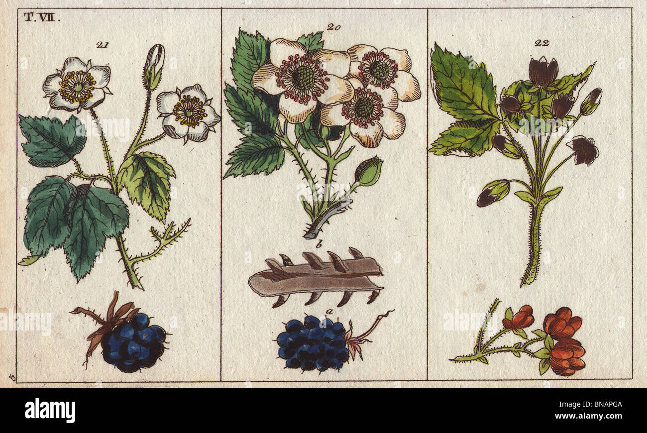 Blackberry, dewberry and stone bramble  Rubus fruticosus, Rubus caesius, Rubus saxatilis Stock Photo