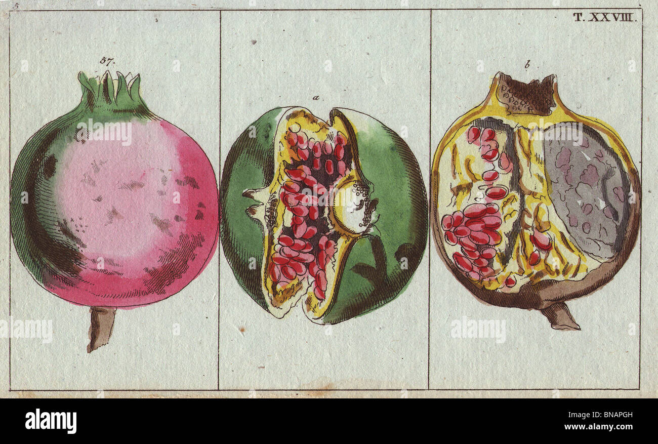 Pomegranate fruit, open showing seeds (arils) and section through fruit ...