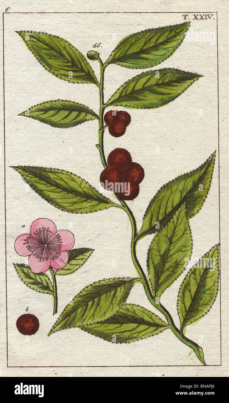 Tea plant with pink flowers, tea leaves and fruit. Camellia sinensis