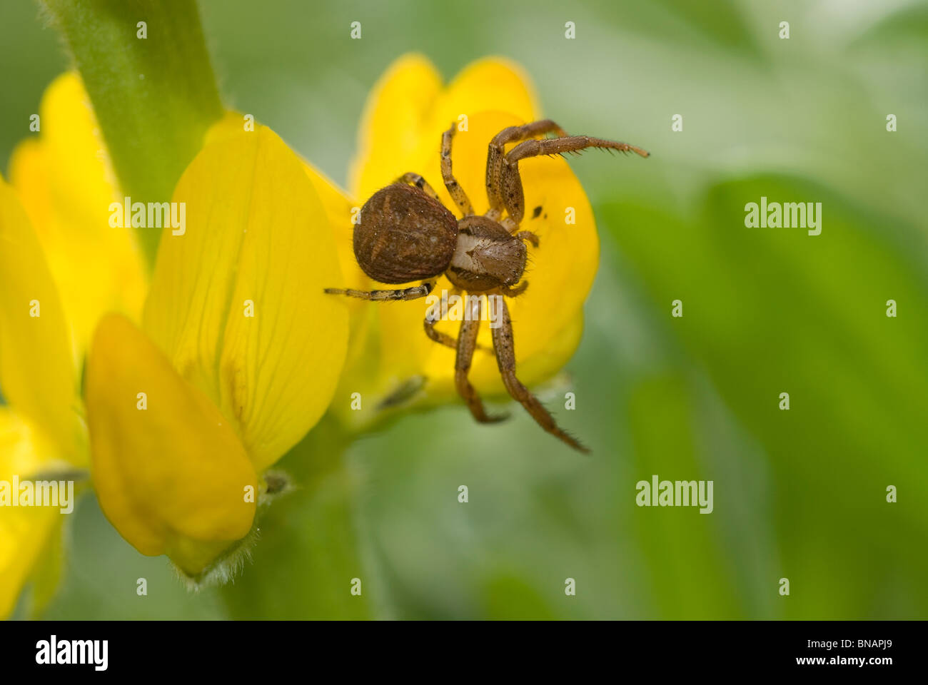 Crab spider (Xysticus cristatus) on Yellow lupine flower (Lupinus luteus) Stock Photo